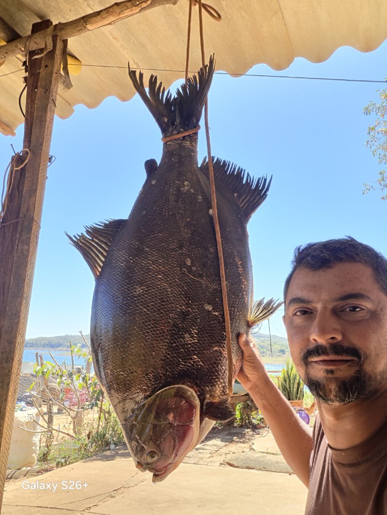 Caranha Gigante no Tablado