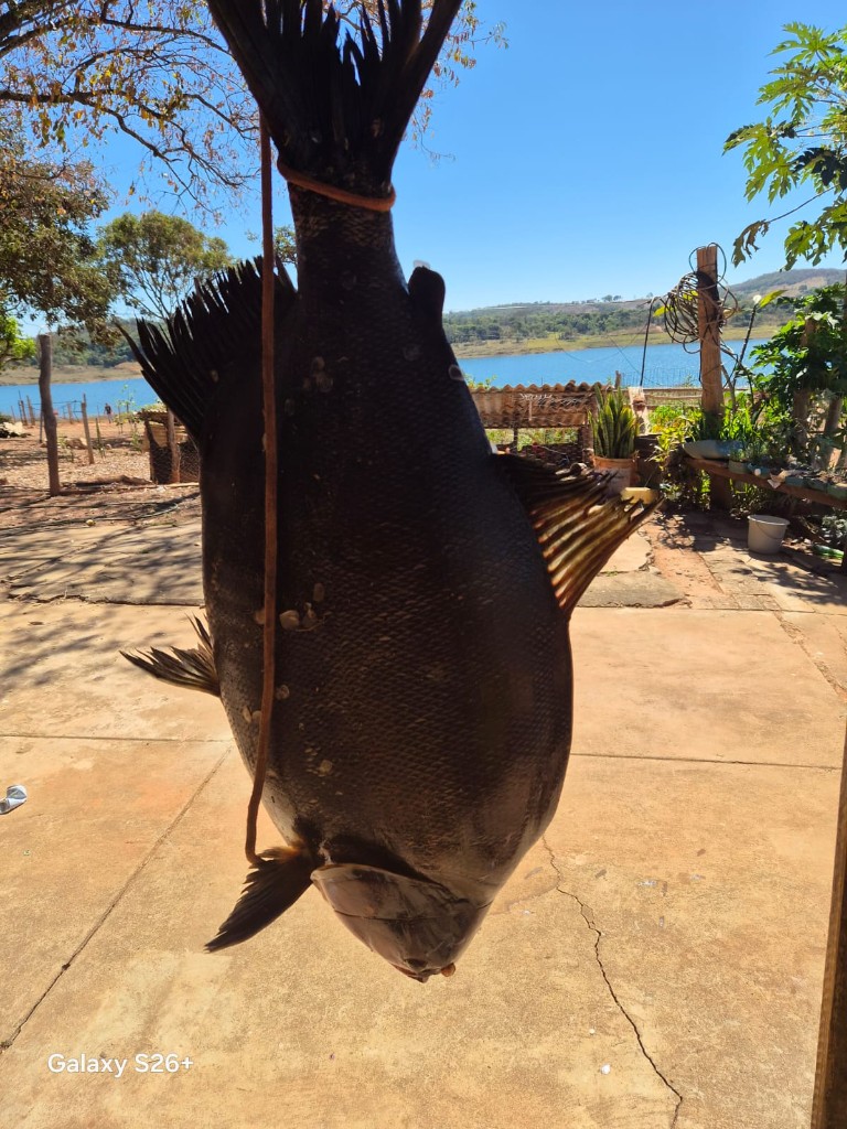 Caranha Pesada no Varal